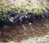 腐植土壌堆積層
